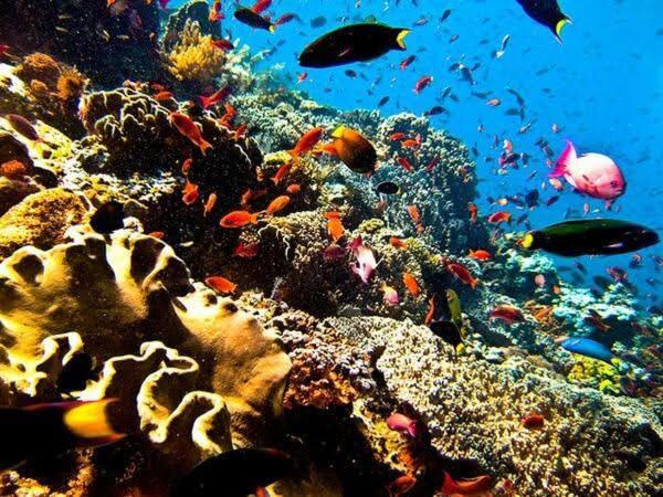 Guesthouse The 4 Fish มานาโด ภายนอก รูปภาพ